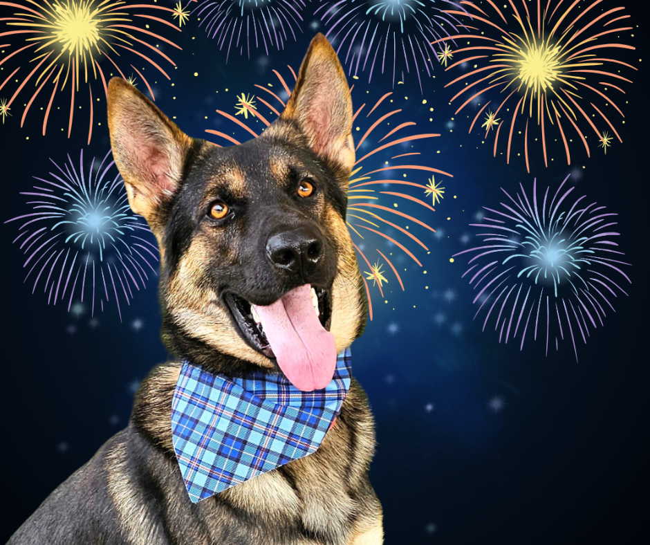 A dog in front of an edited firework background. 